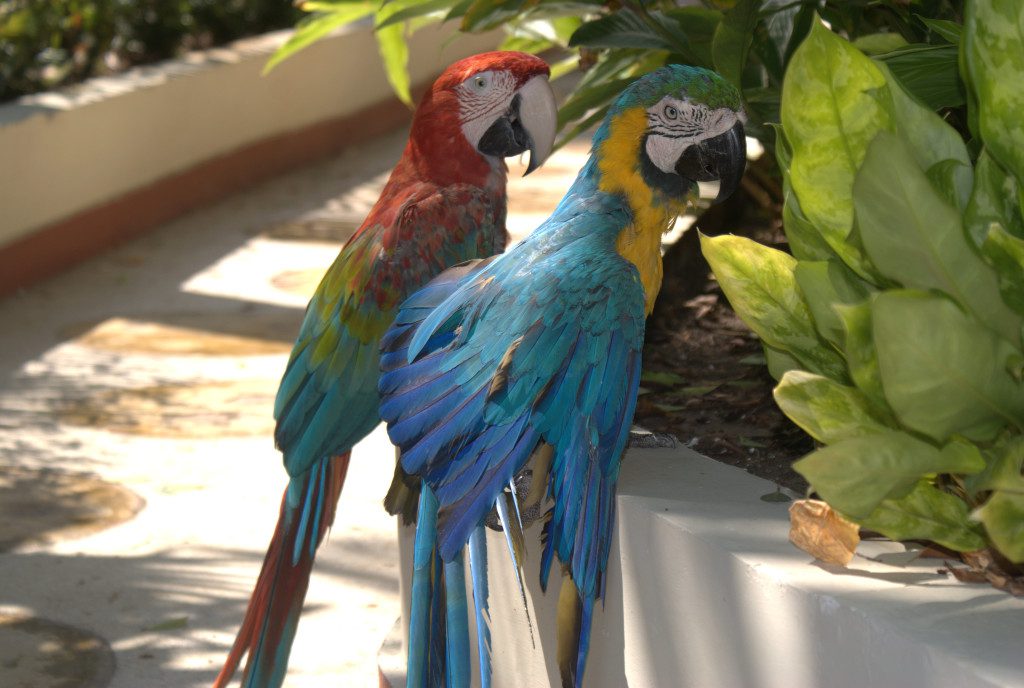There's an abundance of wildlife on the scenic grounds of the Caribe Hotel.